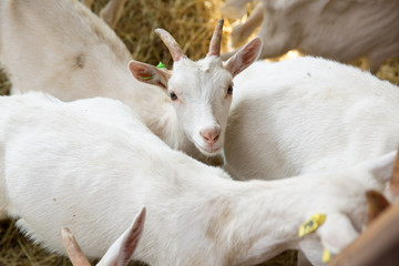 Obraz premium Goatlings on animal farm