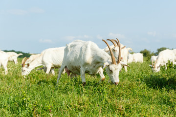 Fototapeta premium Milk goats on a pasture