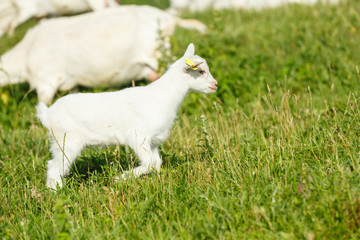 Young goatings  on a pasture