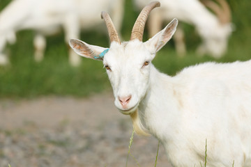 Naklejka na ściany i meble Milk goats feeding on a pasture