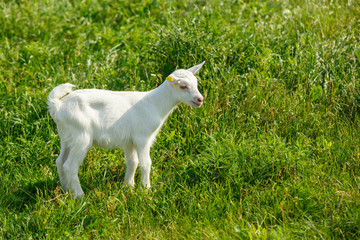 Obraz premium Young goating on a pasture