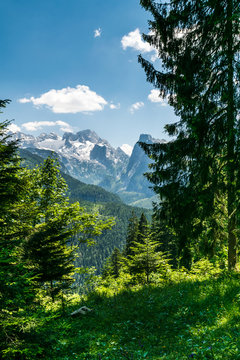 View through dark green fir trees to Dachstein glacier