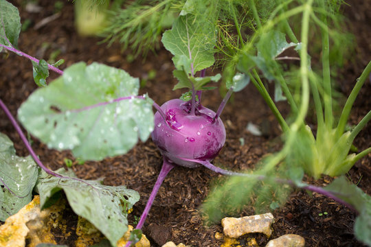 Purple kohlrabi growing