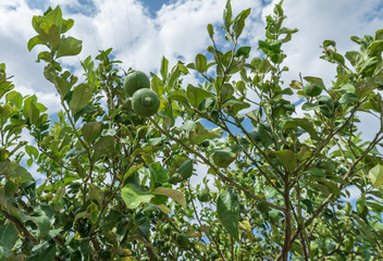 Zitronenbaum voller Limetten