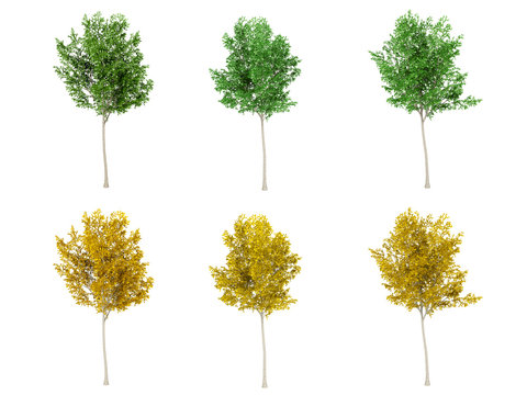 Set of green leaf tree and yellow leaf tree on white background, 3D rendering
