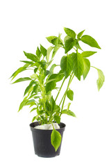 Pianta di peperoncino in vaso