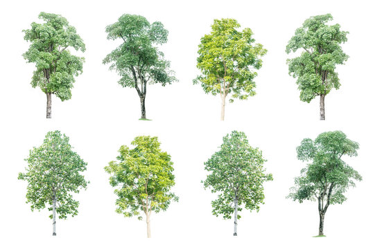 set of eight big green trees isolated on white background