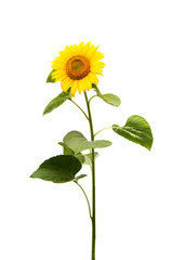 Naklejka premium sunflower isolated