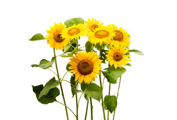 Fototapeta premium sunflower isolated