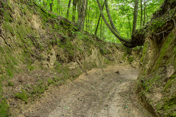 Wąwóz Lessowy - Parchatka