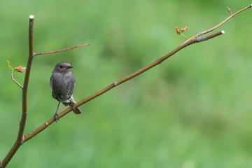 Redstart