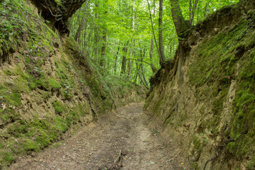 Wąwóz Lessowy - Parchatka © Artur Rorat