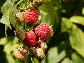 Himbeere (Rubus idaeus), Herbsthimbeere „Autumn Bliss“  © Barbara Gromadzki