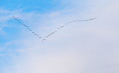flock of swans flying against a blue sky in the south