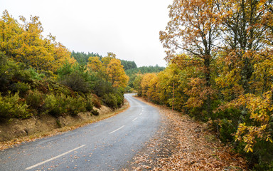 Curvas en Carretera, entre Arboleda Otoñal, un día de Lluvia