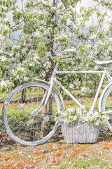 Fototapeta na wymiar beautiful white bike is in the apple lush garden with a basket of flowers