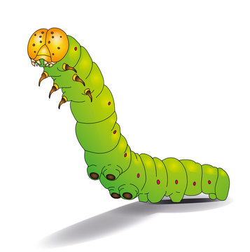 Chenille verte.