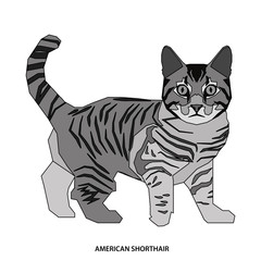 Fototapeta na wymiar Cat breed, vector illustration