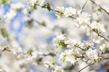 Spring blossoms apple tree in sunny day