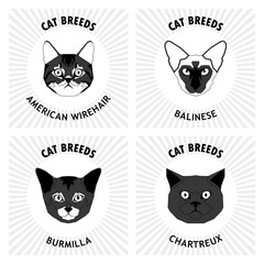 Fototapeta premium Set of cat breeds, vector illustration