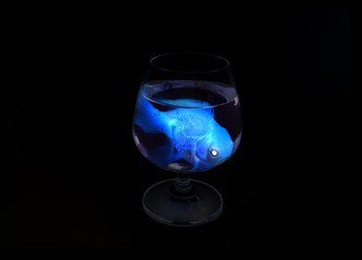 fish in drinking glass