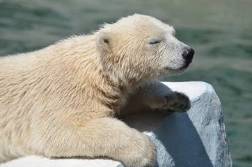 Obraz na płótnie Canvas Белый медвежонок спит.