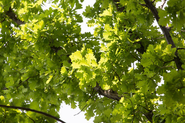 Obraz premium green oak leaves in nature