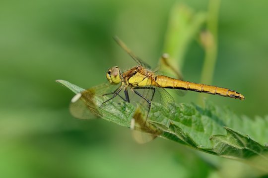 Sympetrum pedemontanum, femmina