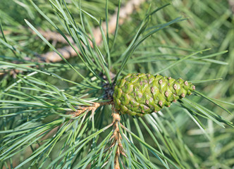 Kiefernzapfen, Kiefer, Pinus