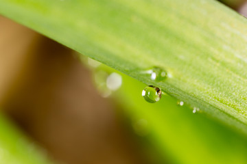 drops of dew on the grass. macro