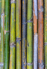 Fototapeta premium bamboo texture background in vertical