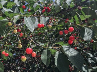 cherry tree