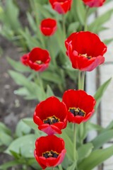Obraz premium Group of red tulips in the park