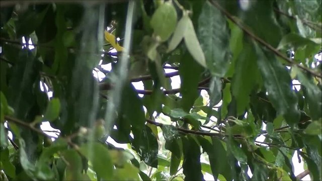 Chuva com &aacute;rvore ao fundo