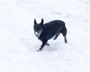 Naklejka premium dog running outdoors in winter