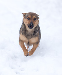 dog running outdoors in winter