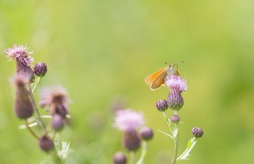 Butterfly sitting on plant