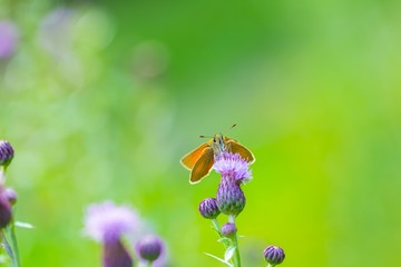 Butterfly sitting on plant