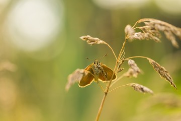 Butterfly sitting on plant