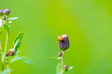 Close up of ladybird sitting on plant