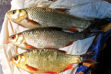 Голавль, плотва и красноперка