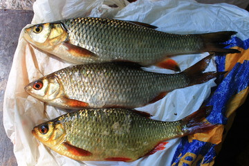 Голавль, плотва и красноперка