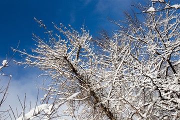 Snow on the tree against the blue sky