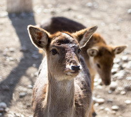 Portrait of a young female deer