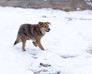 dog running outdoors in winter