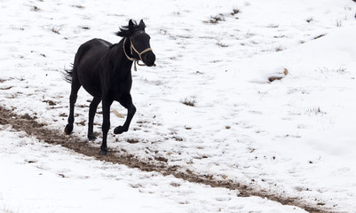horse on nature in winter