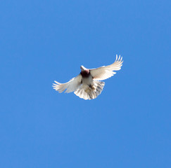 One pigeon in flight against a blue sky