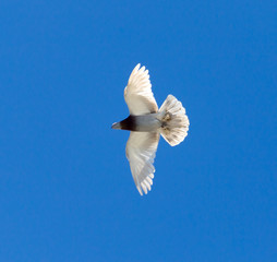 Obraz na płótnie Canvas One pigeon in flight against a blue sky