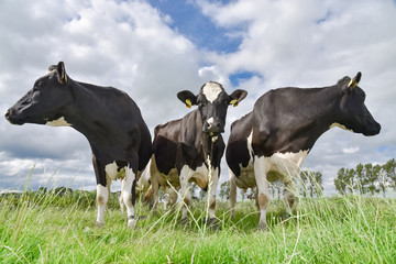 Milchwirtschaft, drei Holstein-Friesian Milchkühe auf der Weide, kuriose Formation