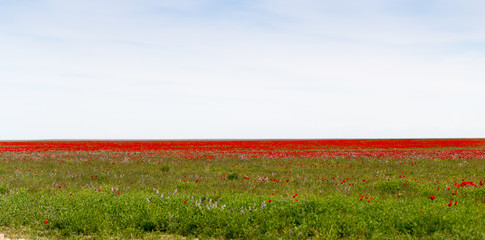 Fototapeta na wymiar red poppies in the field as background